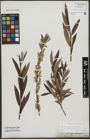 Foto von Salix triandra L. x Salix viminalis L.